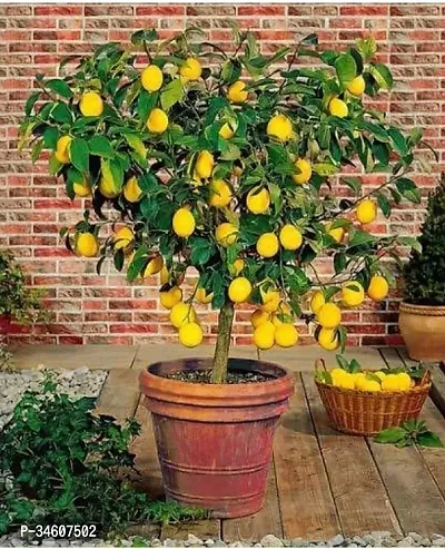 Natural Lemon Plant-thumb0