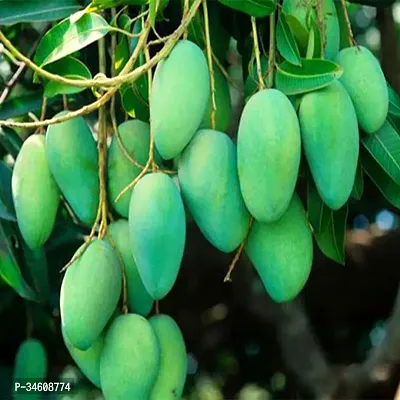 Natural Mango Plant-thumb0