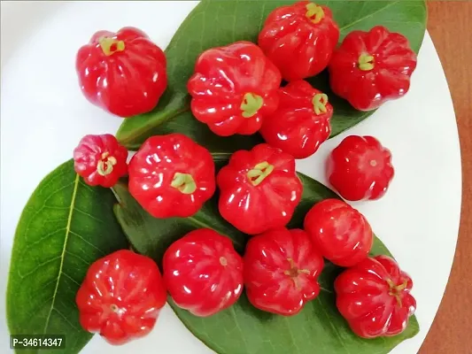 Natural Cherry Fruit Plant-thumb0