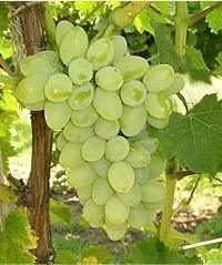 Natural Grape Plant-thumb1