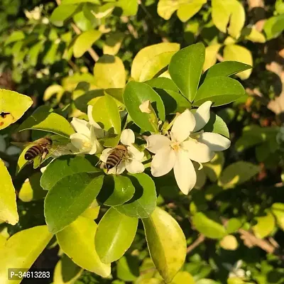 Natural Murraya Paniculata Plant-thumb0