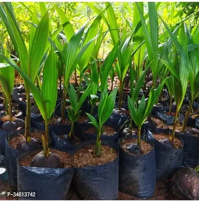 Natural Coconut Plant-thumb0