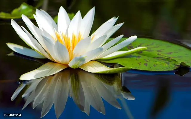 Natural Lotus Plant-thumb0