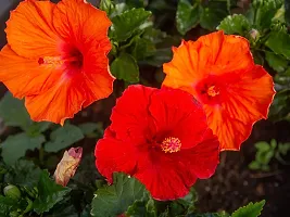 Natural Hibiscus Plant-thumb1