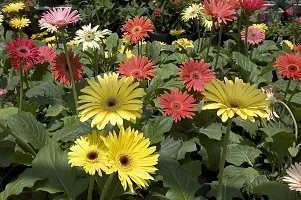 Natural Gerbera Plant-thumb1