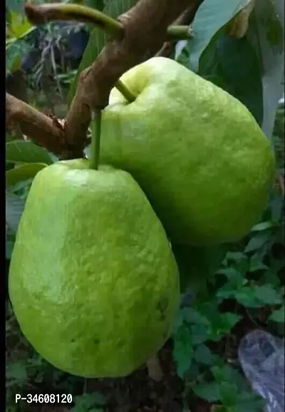 Natural Guava Plant-thumb0