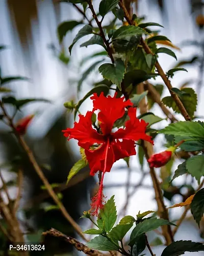 Natural Hibiscus Plant-thumb0