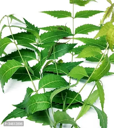 Natural Neem Plant-thumb2