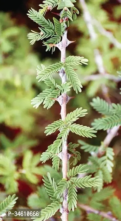 Natural Shamijand Plant-thumb0