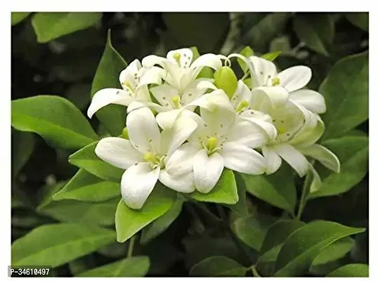 Natural Night Bloom Jasmine Plant-thumb0