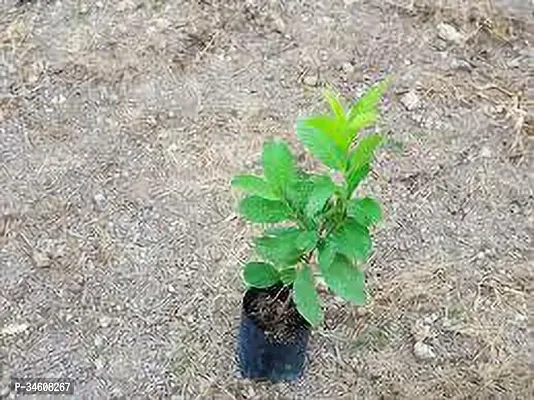 Natural Guava Plant-thumb0