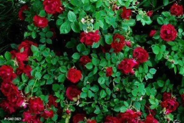 Natural Rose Plant-thumb0