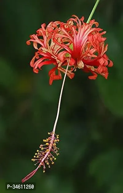 Natural Hibiscus Plant-thumb0