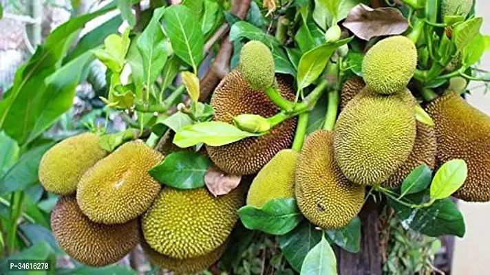 Natural Jack Fruit Plant-thumb0