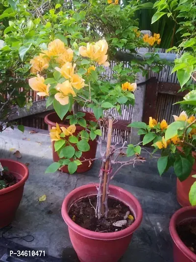 Natural Bougainvillea Plant-thumb0