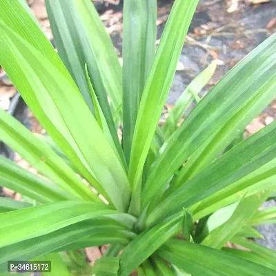 Natural Basmati Plant-thumb0