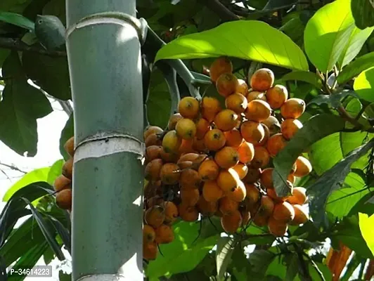 Natural Betel Nutsupari Plant-thumb3