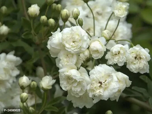 Natural Rose Plant-thumb0