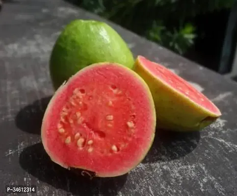 Natural Guava Plant-thumb0