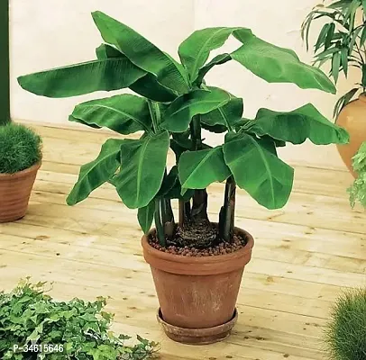 Natural Banana Plant-thumb0