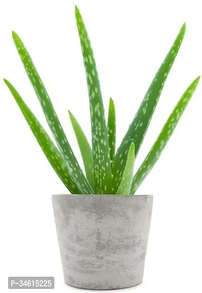 Natural Aloe Vera Plant-thumb0