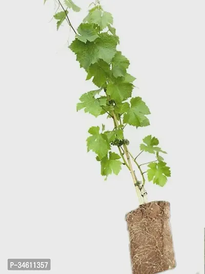 Natural Grapes Plant-thumb0