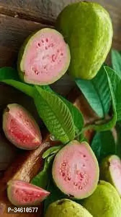 Natural Guava Plant-thumb0