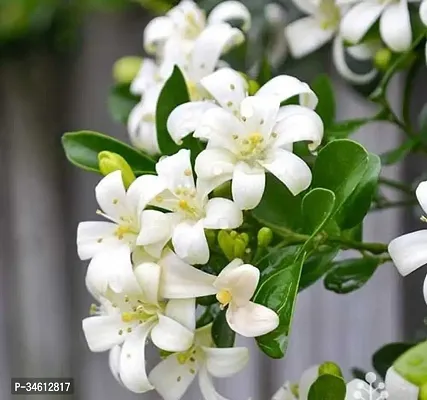 Natural Murraya Paniculata Plant-thumb0