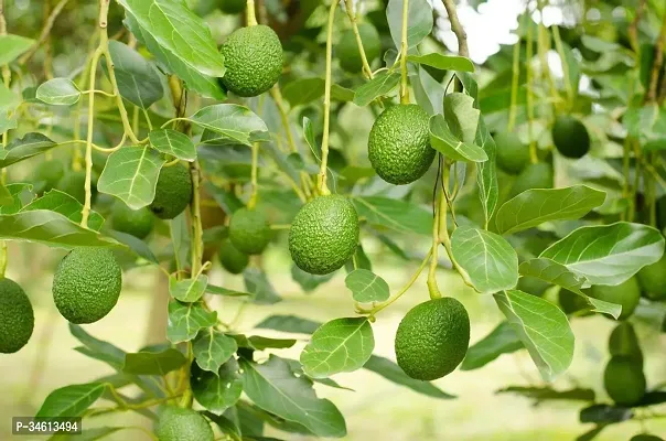 Natural Avocado Plant-thumb0