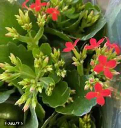 Natural Kalanchoe Plant-thumb0