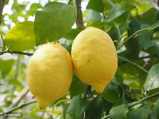 Natural Lemon Plant-thumb2