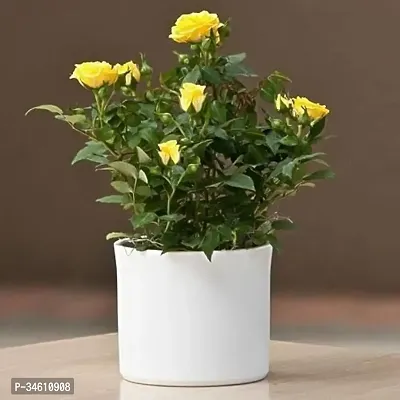 Natural Rose Plant-thumb2