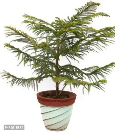 Natural Christmas Tree Plant-thumb0