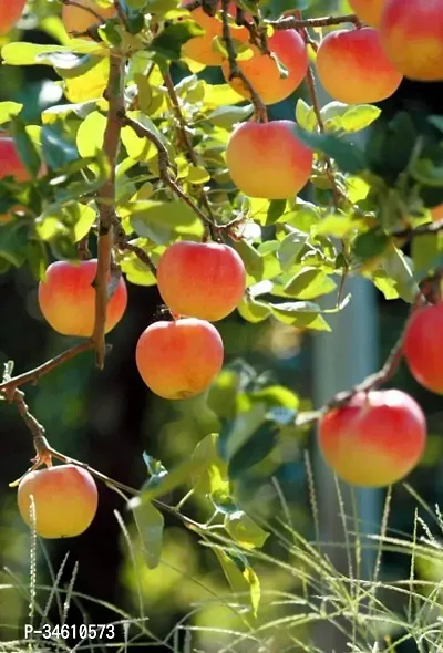 Natural Apple Plant-thumb0