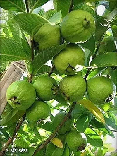 Natural Guava Plant-thumb0