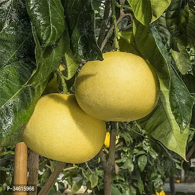 Natural Lemon Plant-thumb0