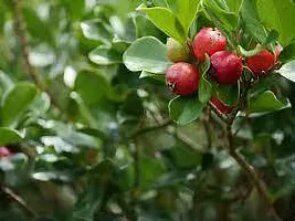 Natural Guava Plant-thumb1