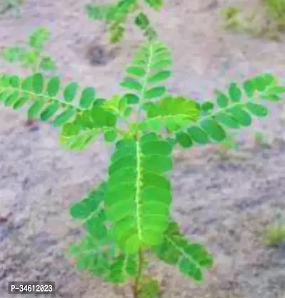 Natural Amla Plant-thumb0