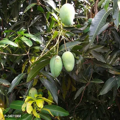 Natural Mango Plant-thumb0