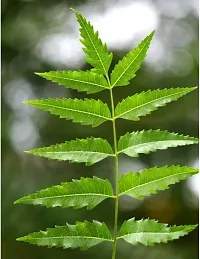 Natural Neem Plant-thumb1