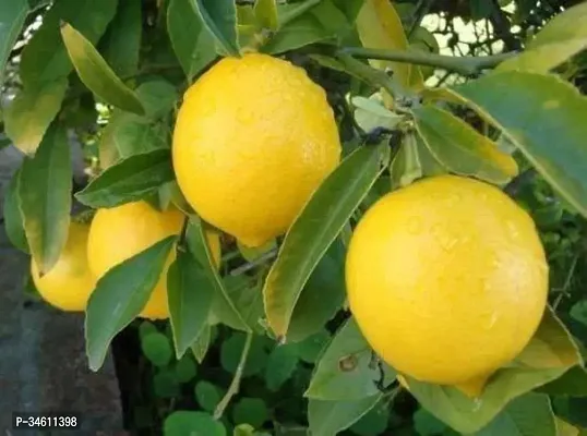 Natural Lemon Plant-thumb0