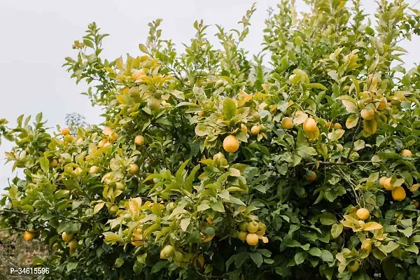 Natural Lemon Plant-thumb2