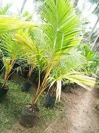 Natural Coconut Plant-thumb1