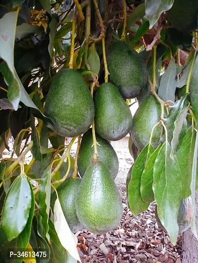 Natural Avocado Plant-thumb0