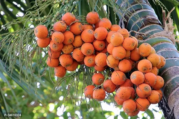 Natural Betel Nutsupari Plant-thumb0