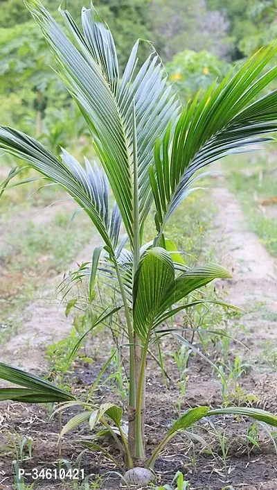 Natural Coconut Plant-thumb0