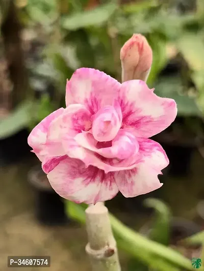 Natural Adenium Plant-thumb0