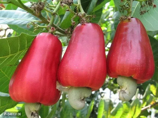 Natural Cashew Plant-thumb2