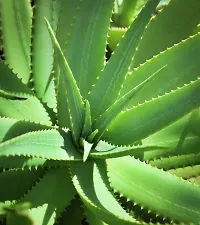 Natural Aloe Vera Plant-thumb1