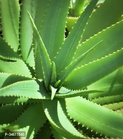 Natural Aloe Vera Plant-thumb2